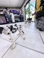 SPOTTY, a female Great Dane for sale in Houston, TX – 6 of 6
