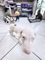DOTTY, a female Great Dane for sale in Houston, TX – 2 of 7