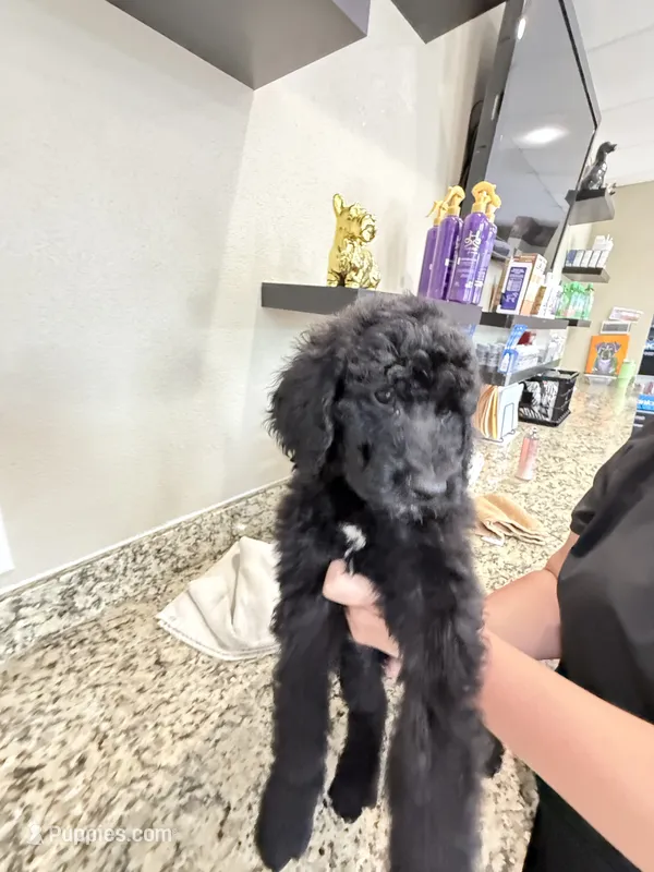 Bruno – Poodle - Standard  puppy for sale in Houston, TX