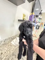Bruno, a male Poodle - Standard  for sale in Houston, TX – 1 of 6