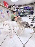DOTTY, a female Great Dane for sale in Houston, TX – 4 of 7