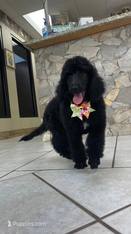 Lemon lime  – Poodle - Standard  puppy for sale in Houston, TX