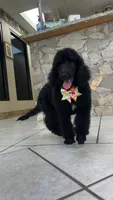 Lemon lime , a female Poodle - Standard  for sale in Houston, TX – 1 of 9