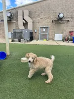 Kiwi, a female Poodle - Standard  for sale in Houston, TX – 2 of 5