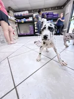 SPOTTY, a female Great Dane for sale in Houston, TX – 2 of 6