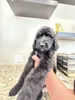 Bruno, a male Poodle - Standard  for sale in Houston, TX – 5 of 6
