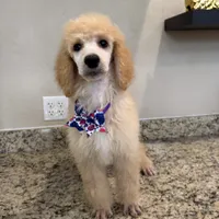 Berries , a female Poodle - Standard  for sale in Houston, TX – 7 of 7