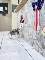 kibble, a female Great Dane for sale in Houston, TX – 2 of 7