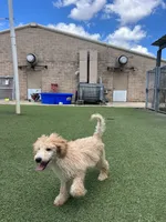 Kiwi, a female Poodle - Standard  for sale in Houston, TX – 5 of 5