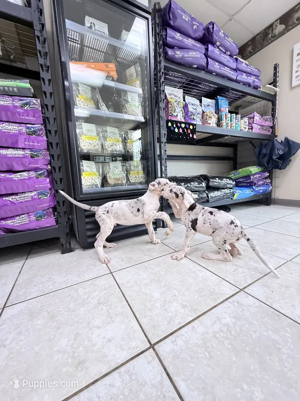 guillietta – Great Dane puppy for sale in Houston, TX