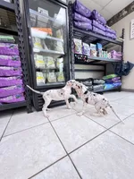 guillietta, a female Great Dane for sale in Houston, TX – 1 of 8