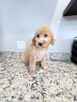 Mars , a male Poodle - Standard  for sale in Houston, TX – 2 of 6