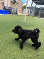 Lemon lime , a male Poodle - Standard  for sale in Houston, TX – 3 of 6