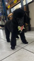 Lemon lime , a female Poodle - Standard  for sale in Houston, TX – 9 of 9