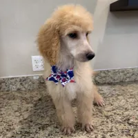 Berries , a female Poodle - Standard  for sale in Houston, TX – 2 of 7