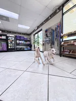 guillietta, a female Great Dane for sale in Houston, TX – 3 of 8