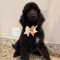 Lemon lime , a female Poodle - Standard  for sale in Houston, TX – 5 of 9