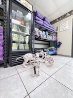 guillietta, a female Great Dane for sale in Houston, TX – 4 of 8
