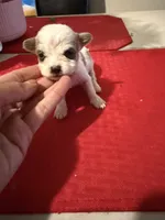 candis , a female Chihuahua for sale in East Hartford, CT – 2 of 5