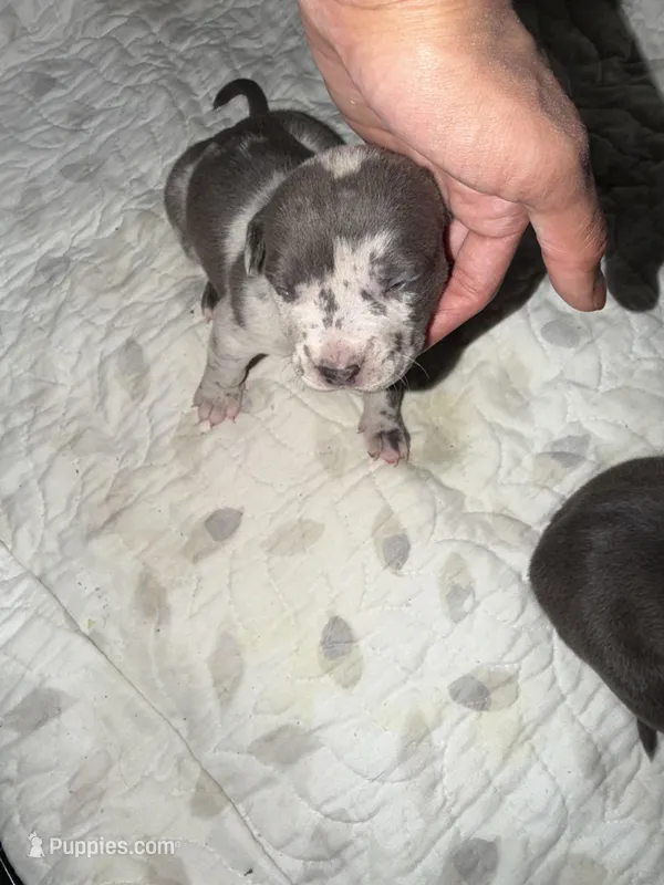 sofia  – American Pit Bull Terrier puppy for sale in East Hartford, CT