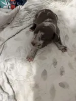 sofia , a female American Pit Bull Terrier for sale in East Hartford, CT – Photo 4 of 4