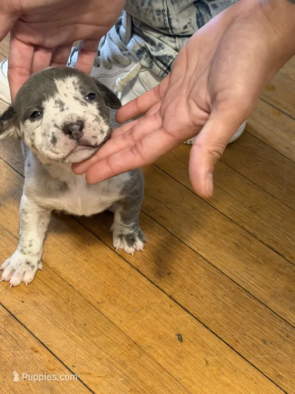 sofia  – American Pit Bull Terrier puppy for sale in East Hartford, CT