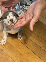 sofia , a female American Pit Bull Terrier for sale in East Hartford, CT – Photo 1 of 4