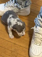 sofia , a female American Pit Bull Terrier for sale in East Hartford, CT – Photo 2 of 4