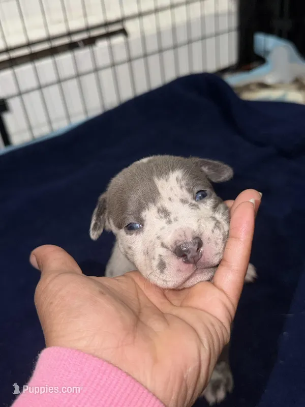 sofia  – American Pit Bull Terrier puppy for sale in East Hartford, CT