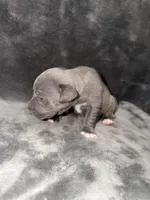 bruno, a male American Pit Bull Terrier for sale in East Hartford, CT – Photo 2 of 3