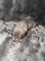 bruno, a male American Pit Bull Terrier for sale in East Hartford, CT – Photo 3 of 3