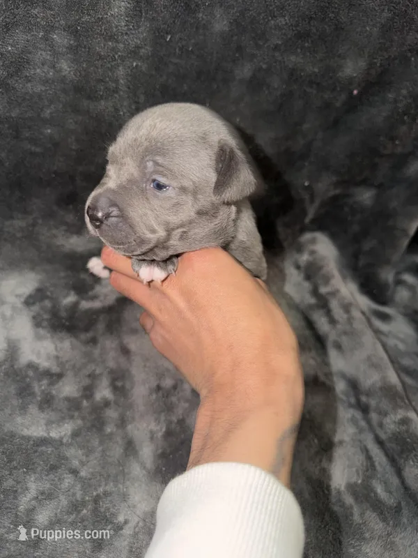 bruno – American Pit Bull Terrier puppy for sale in East Hartford, CT