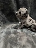 queen , a female American Pit Bull Terrier for sale in East Hartford, CT – Photo 3 of 6