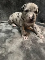 queen , a female American Pit Bull Terrier for sale in East Hartford, CT – Photo 4 of 6