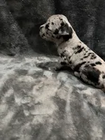 queen , a female American Pit Bull Terrier for sale in East Hartford, CT – Photo 5 of 6