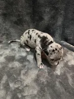 queen , a female American Pit Bull Terrier for sale in East Hartford, CT – Photo 6 of 6