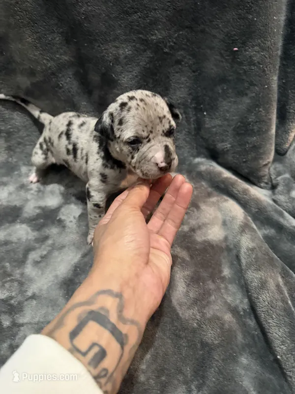 queen  – American Pit Bull Terrier puppy for sale in East Hartford, CT