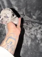 queen , a female American Pit Bull Terrier for sale in East Hartford, CT – Photo 2 of 6