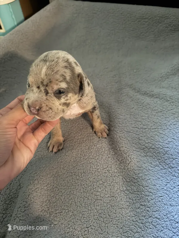 king – American Pit Bull Terrier puppy for sale in East Hartford, CT