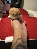 layla , a female Chihuahua for sale in East Hartford, CT – 2 of 4