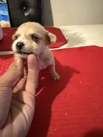 chico, a male Chihuahua for sale in East Hartford, CT – 6 of 8