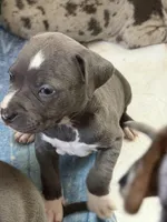 lilo, a female American Pit Bull Terrier for sale in East Hartford, CT – Photo 2 of 3