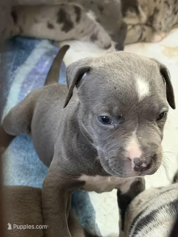 lilo – American Pit Bull Terrier puppy for sale in East Hartford, CT
