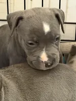 lilo, a female American Pit Bull Terrier for sale in East Hartford, CT – Photo 3 of 3