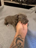 poppy, a male American Pit Bull Terrier for sale in East Hartford, CT – 4 of 4