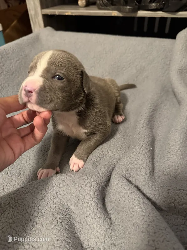 zack – American Pit Bull Terrier puppy for sale in East Hartford, CT