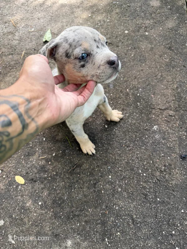 king – American Pit Bull Terrier puppy for sale in East Hartford, CT
