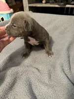 Hercules , a male American Pit Bull Terrier for sale in East Hartford, CT – 5 of 5