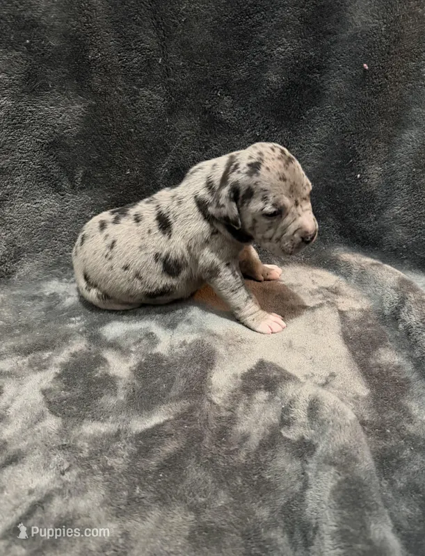 fiona  – American Pit Bull Terrier puppy for sale in East Hartford, CT