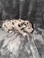 fiona , a female American Pit Bull Terrier for sale in East Hartford, CT – Photo 3 of 5